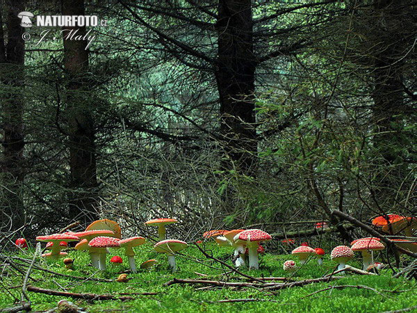 Amanita muscaria