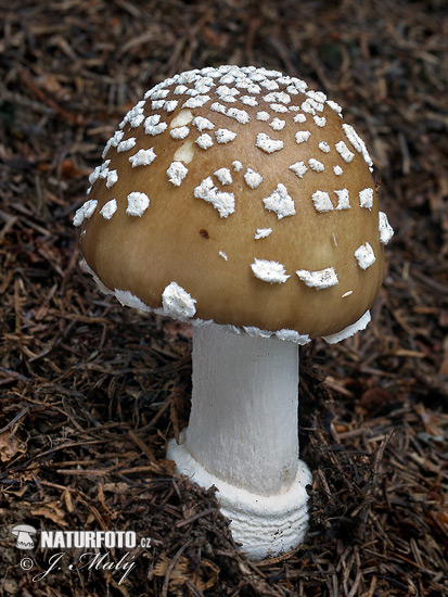 Amanita pantherina f. abietum