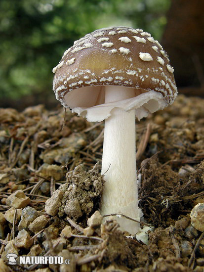 Amanita pantherina