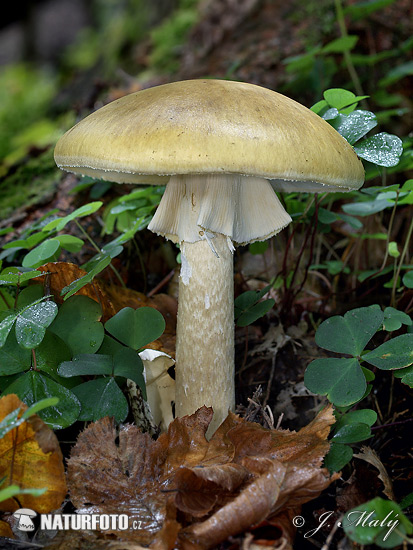 Amanita phalloides