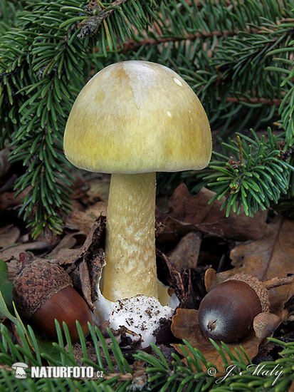 Amanita phalloides