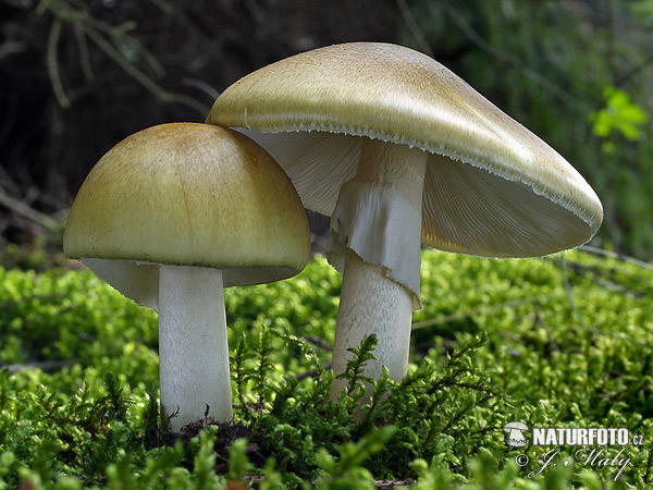 Amanita phalloides