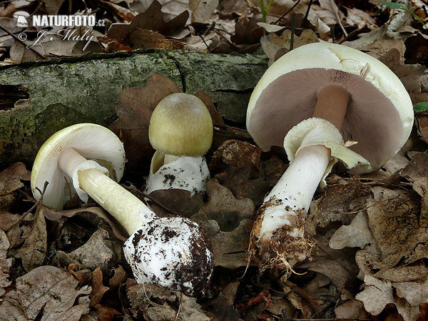 Amanita phalloides + Agaricus silvicola