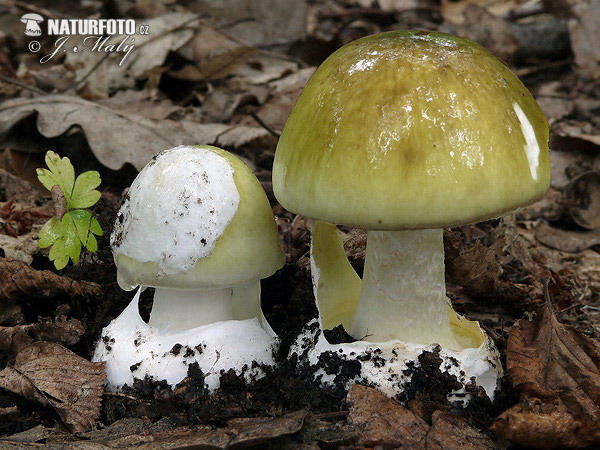 Amanita phalloides