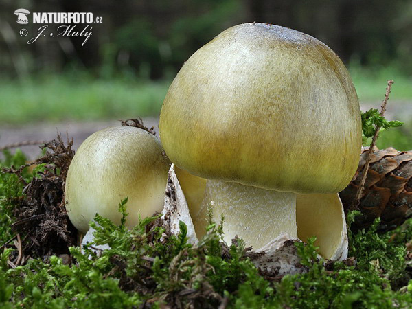 Amanita phalloides