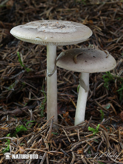 Amanita porphyria