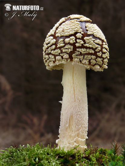 Amanita regalis