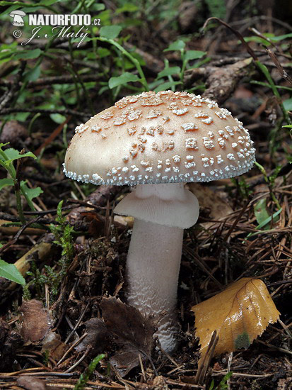 amanita rojiza