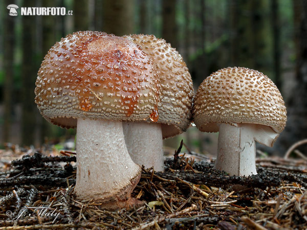 amanita rojiza