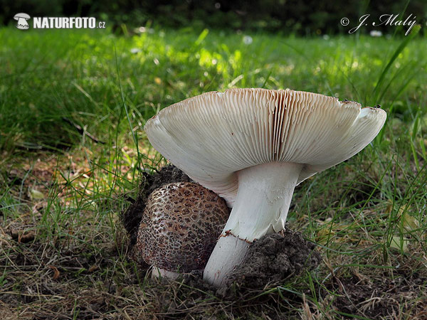 amanita rojiza