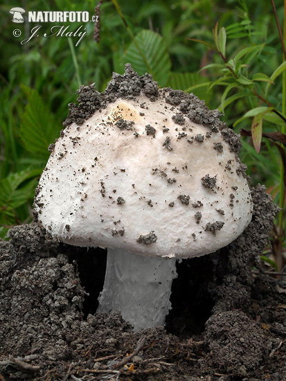 Amanita strobiliformis