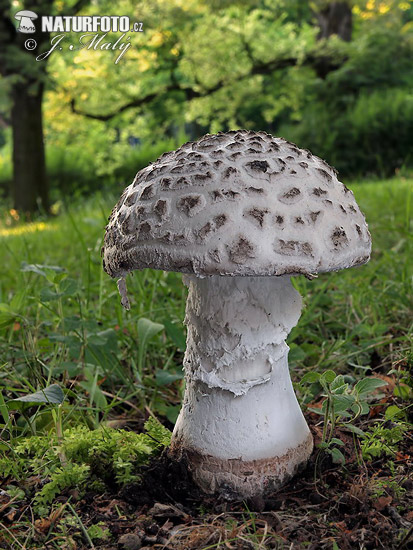 Amanita strobiliformis