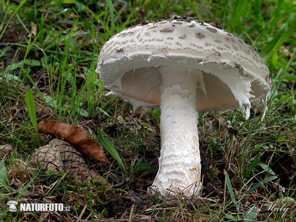 Amanita strobiliformis