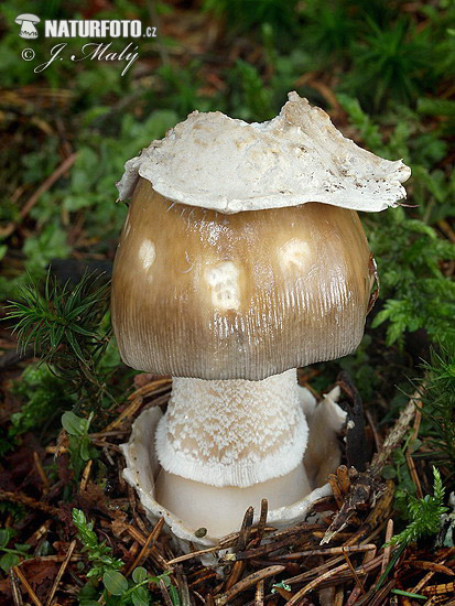 Amanita submembranacea