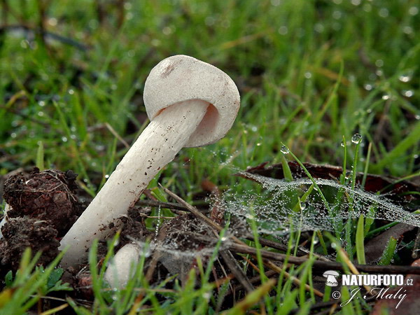 Amanita torrendii