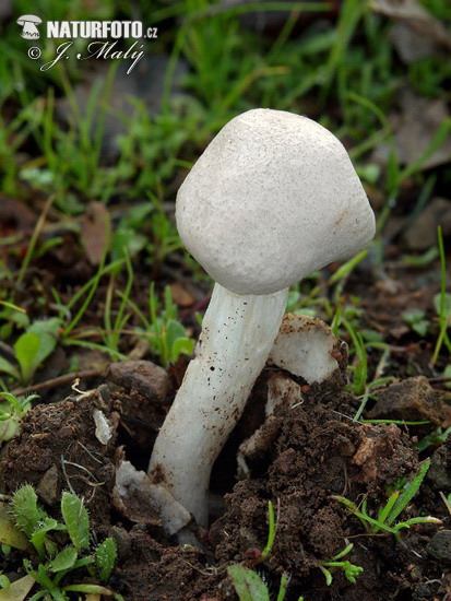 Amanita torrendii