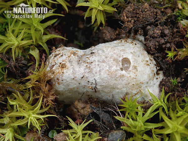 Amanita torrendii Mushroom (Amanita torrendii)