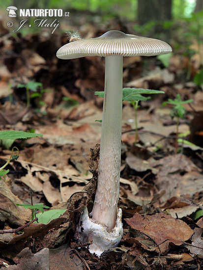 Amanita vaginata