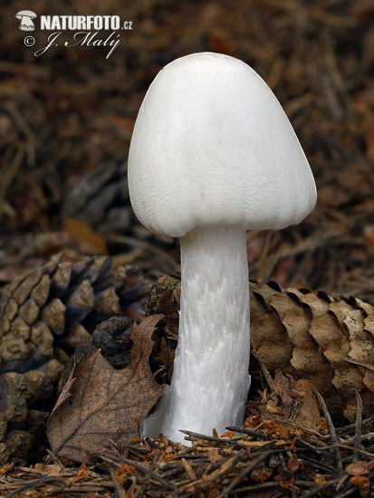 Amanita virosa