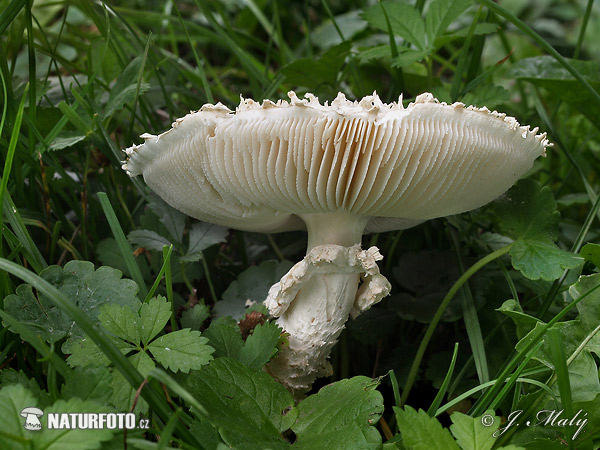 Amanita vittadinii