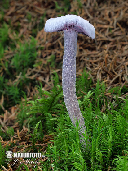 Amethyst Deceiver Mushroom (Laccaria amethystina)