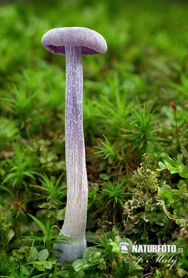 Amethyst Deceiver Mushroom (Laccaria amethystina)