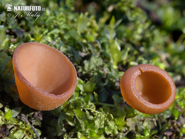 Anemone Cup Mushroom (Dumontinia tuberosa)