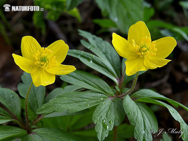 Anemone giallo