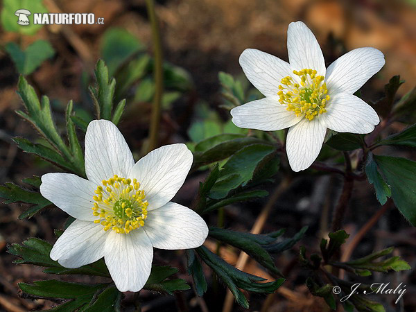 Anemone nemorosa