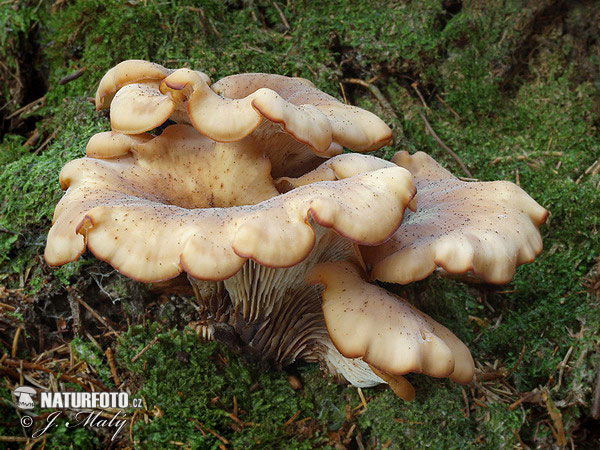 Aniseed Cockleshell Mushroom (Lentinellus cochleatus)
