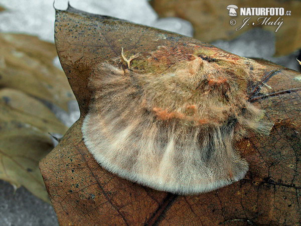 Anthina flammea