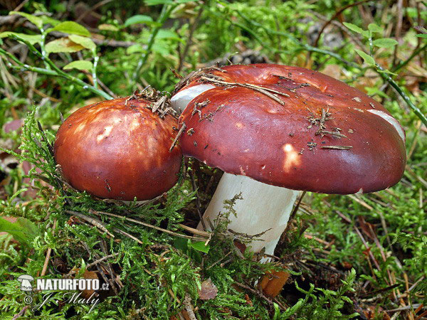 appelrussula