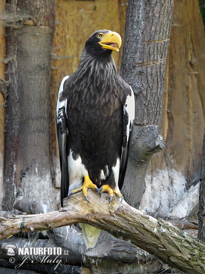 Aquila di mare di Steller