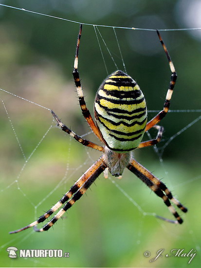 Araña avispa