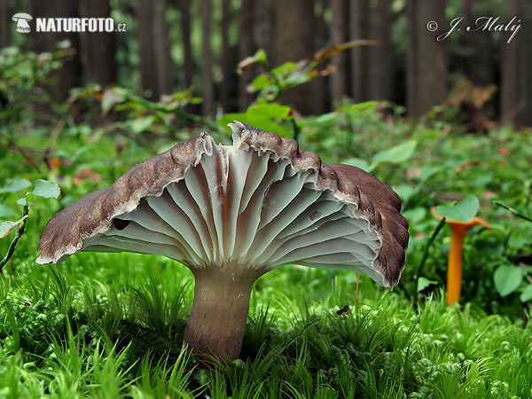 Arched Woodwax Mushroom (Hygrophorus camarophyllus)