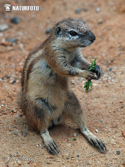 Ardilla terrestre de El Cabo