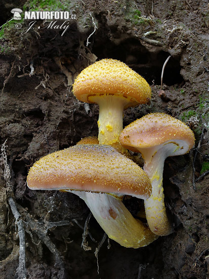 Armillaria gallica