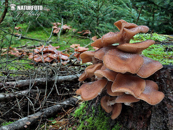 Armillaria ostoyae