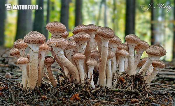 Armillaria ostoyae