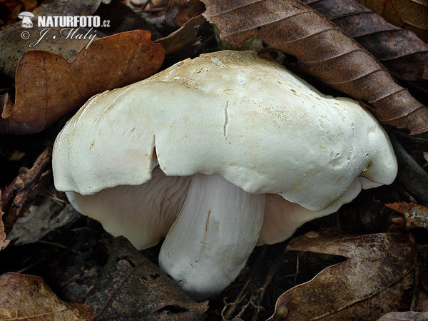 Aromatic Knight Mushroom (Tricholoma lascivum)