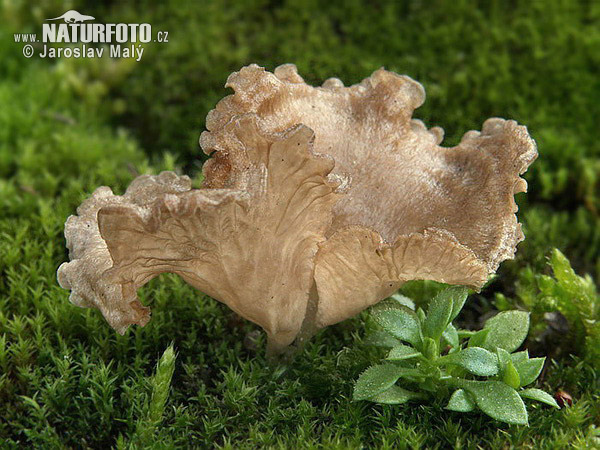 Arrhenia spathulata Mushroom (Arrhenia spathulata)
