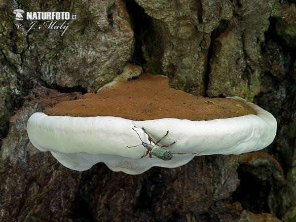 Artist's Bracket Mushroom (Ganoderma applanatum)