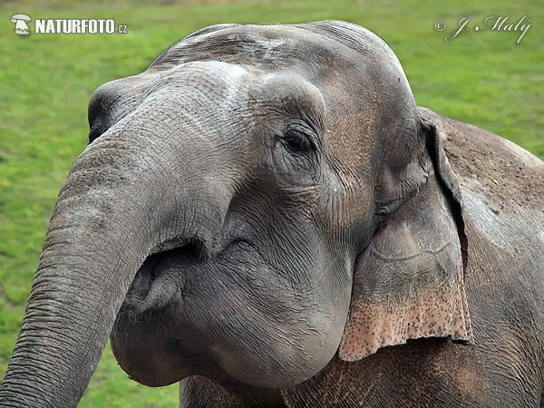 Asiatisk elefant