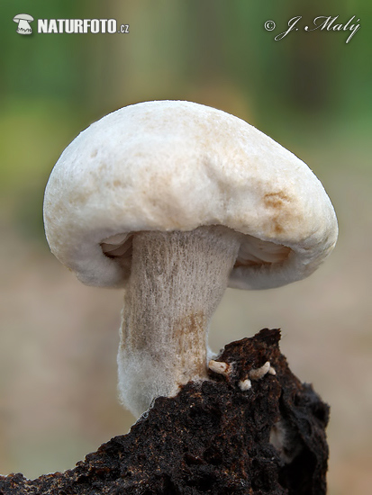 Asterophora lycoperdoides