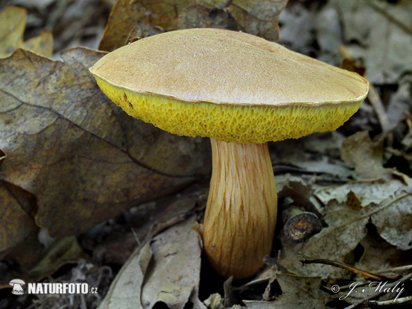 Aureoboletus moravicus