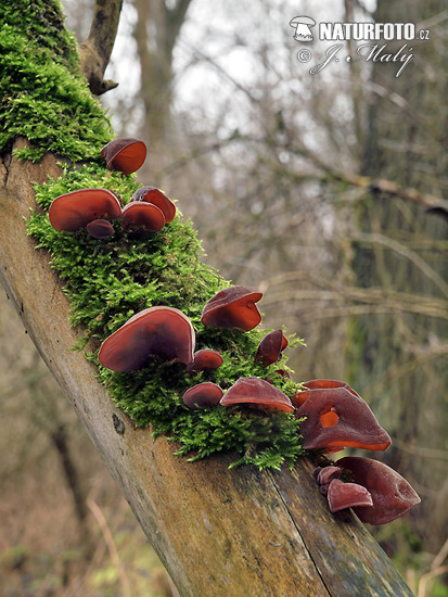 Auricularia auricula-judae