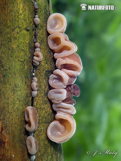 Auricularia auricula-judae