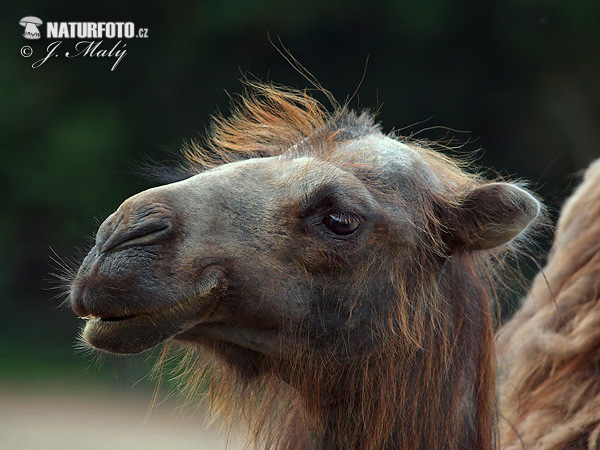Bactrian Camel (Camelus ferus bactrianus)