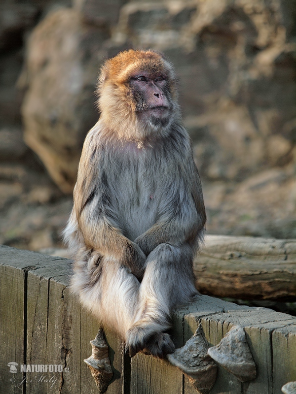 Barbary Macaque (Macaca sylvanus)