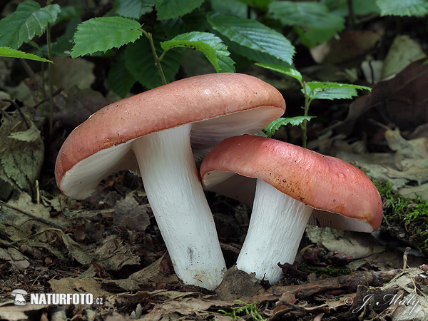 Bare-toothed Brittlegill Mushroom (Russula vesca)
